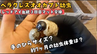 【赤眼のヘラクレスオオカブト】マット交換！！７カ月でどのくらい大きくなる？今回はカインズさんのあるアイテムを使ってみます！