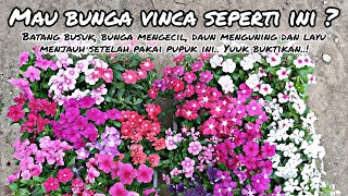 Cara Pemupukan Bunga Vinca