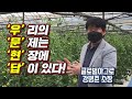 하우스 토마토 재배 담배가루이 온실가루이 농약 안 쓰고 잡는다 천적방제 컨설팅