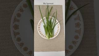 How to grow onion leaves #gardening #onionleaves#