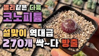 🐮코노피튬 역대급 방출 + 코노의 특성🐮