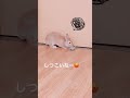 うさぎのてんちゃんと猫のおもちゃで遊んでみました