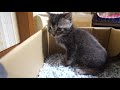 【保護猫】子猫が初めてのトイレに挑戦した結果【保護子猫】