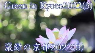 (8K)Kyoto in Dark Green(2022/7/2)