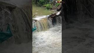 कोकणातील चढणीचे मासे🌧️🐟 #monsoon #fishing #konkan