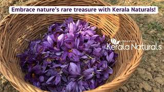 Real Saffron Harvest!  Pure, Authentic \u0026 Rare! #keralanaturals #naturalbeauty  #preethysboutique