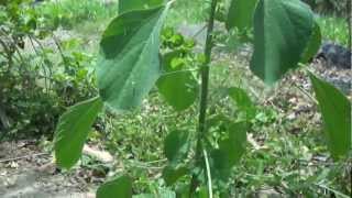 Acalypha indica  - (Kuppaimeni).