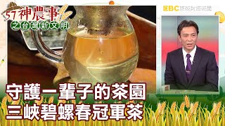 守護一輩子的茶園 三峽碧螺春冠軍茶《57神農事》胡忠信 張永巨 20200424-1