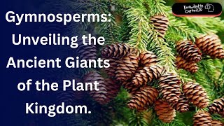 Gymnosperms: Unveiling the Ancient Giants of the Plant Kingdom. #ncertbiology