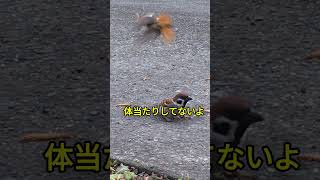 チー友vsジョウビタキ　#shorts  #japanesesparrow #面白い小鳥