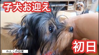 【子犬お迎え初日】超絶ビビりで犬見知りの先住犬と可愛い極小ヨーキーとの生活！初めての多頭飼いの記録☆壮絶な1日！【ワンコの日常】【ペットと夫婦の暮らし】【Yorkshire terrier】