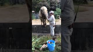 東山動物園のアフリカゾウ「ケニー」が亡くなった。