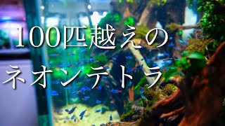 ネオンテトラ100匹以上入れた水草水槽が超綺麗! 100 neontetra natureaquarium