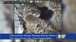 Three Bitten By Bobcat Kittens After Family Mistakes For House Cats