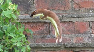 Cute Stoat Kits at Play | Discover Wildlife | Robert E Fuller