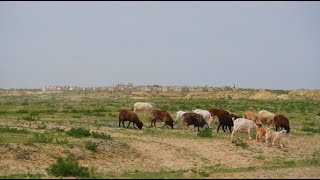 Арал ауданында Қамбаш және Ақшатау көлдеріне су келді