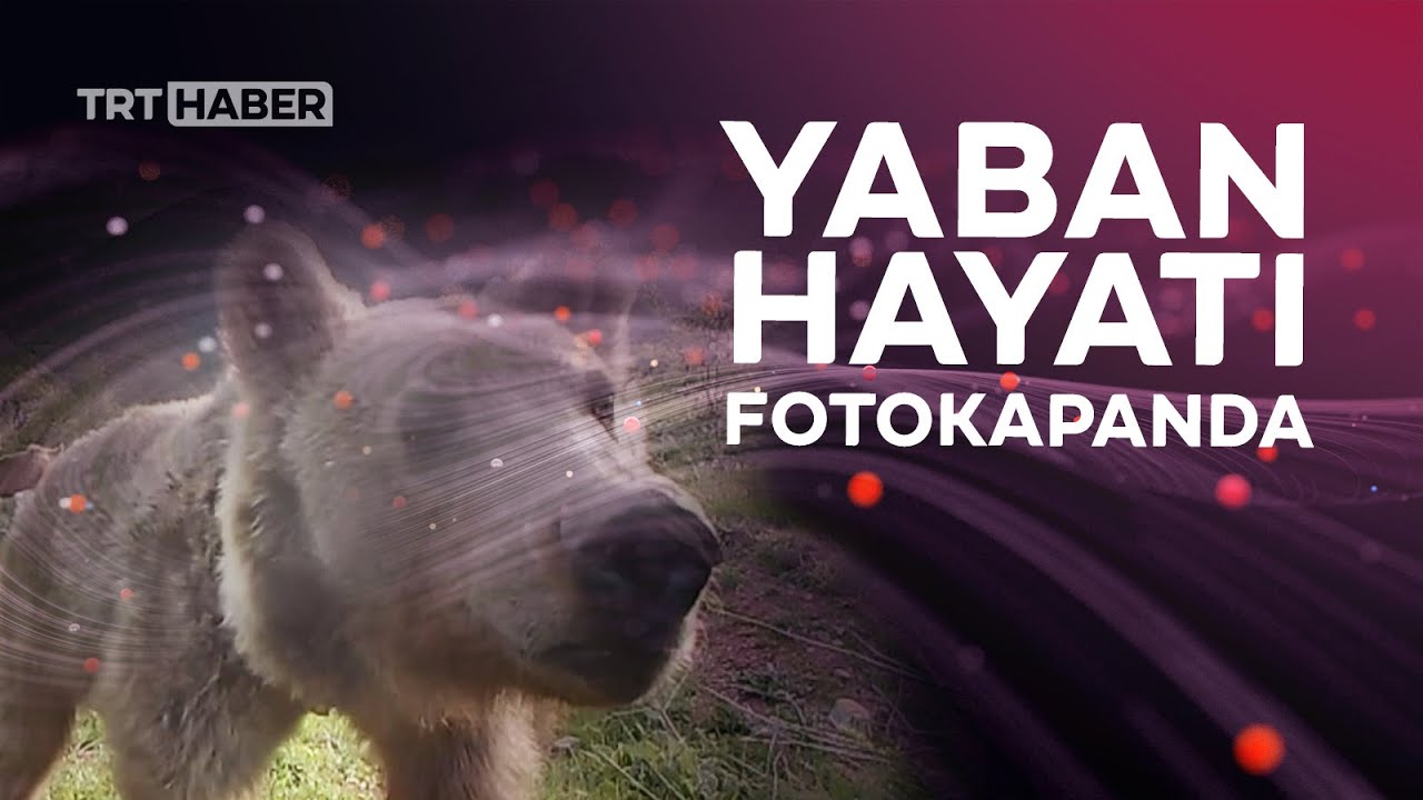 Yaban Hayvanları Doğal Ortamlarında Fotokapanlarla Izleniyor - YouTube