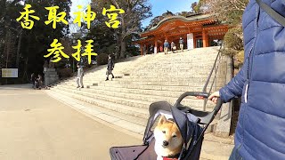 【香取神宮】ちょっと遅い初詣をする柴犬