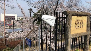 七曲見晴児童公園の桜　2021年　京王線の線路や稲城の街並みが見える　稲城市　東長沼