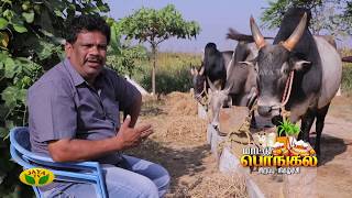 நேர் கொண்ட பார்வை - மாட்டு பொங்கல் சிறப்பு நிகழ்ச்சி | Promo - 2 | Pongal Special | Jaya TV