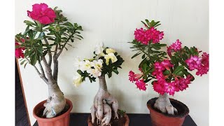 அடினியம் நிறைய பூக்கள் பூக்க எளிமையான டிப்ஸ்/adenium terrace garden.