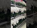 ✅Hermosas Orquídeas Phalaenopsis🤩#shorts#phalaenopsisorchids#white#flowers#fall#viralvideo