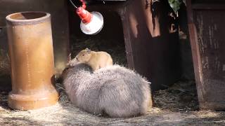 背中に乗るカピバラの赤ちゃん(とくしま動物園)