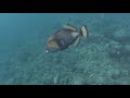 GIANT TRIGGERFISH ATTACK WHILE SNORKELING IN BALI