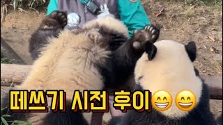 아빠 러바오와 쌍둥이 자매의 먹방(아빤 남천이 먹는다 ㅋㅋㅋ) #lebao#ruibao#huibao#pandababies  내딸랑구들 따라하지마시요 ㅋㅋ허나 루이는 러바오 식성