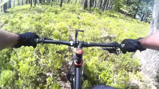 TRAIL: Blueberry trail near Ljubljana - Javor