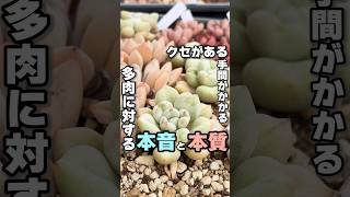 簡単じゃないのが多肉の・・・ #succulent #エケベリア #多肉植物 #多肉 #mokimoki #モキモキ