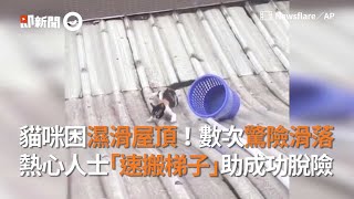 貓咪困濕滑屋頂！數次差點滑落  熱心人士「速搬梯子」助成功脫險