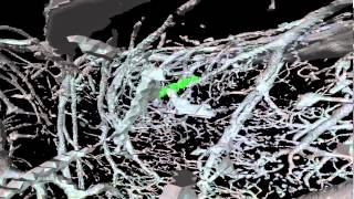 Multimodal correlative microscopy - using blood vessels as landmarks