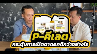 P-คีเลต กระตุ้นการเปิดตาดอกดีกว่าอย่างไร? | Nava brand เกษตรเชี่ยวชาญ #การเกษตร #ปุ๋ยอะมิโนโปรตีน