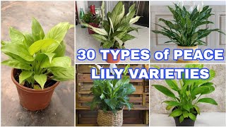 30 Best Types of Peace Lily | Spathiphyllum Varieties