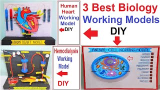 3 best biology project working models for your science exhibition - simple - diy | craftpiller