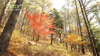 [UHD/4K] 숲에서 찾은 건강 - 만연산 치유의 숲