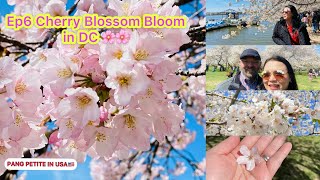 Ep.6 ซากุระบานที่ดีซี Cherry Blossom Bloom in DC 2021 🌸🌸 | PANG PETITE IN USA 🇺🇸