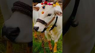 vasubaras status 2024  happy diwali status #diwali #vasubaras #diwalispecial #shortvideo #shorts