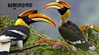 Name of Birds and animals, ឈ្មោះនិងរូបរាងរបស់សត្វស្លាប និងសត្វព្រៃមួយចំនួន