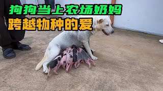 狗狗居然喂养一群小猪，成为农场的专属奶妈，猪崽都离不开它