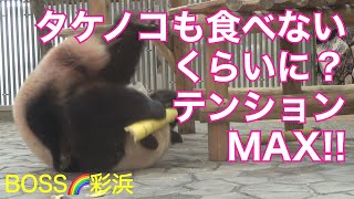 【彩浜🌈テンションMAX‼️大きなタケノコ2本食べない⁉️】隣の飼育員さんが気になる/GW最終/BOSSのご無事を祈る会会報 #ぽめぱん #PandaChannelbypomeranianfilm