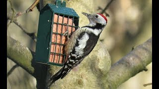 483. Strakapoud prostřední, Dendrocopos medius, Middle Spotted Woodpecker, Mittelspecht