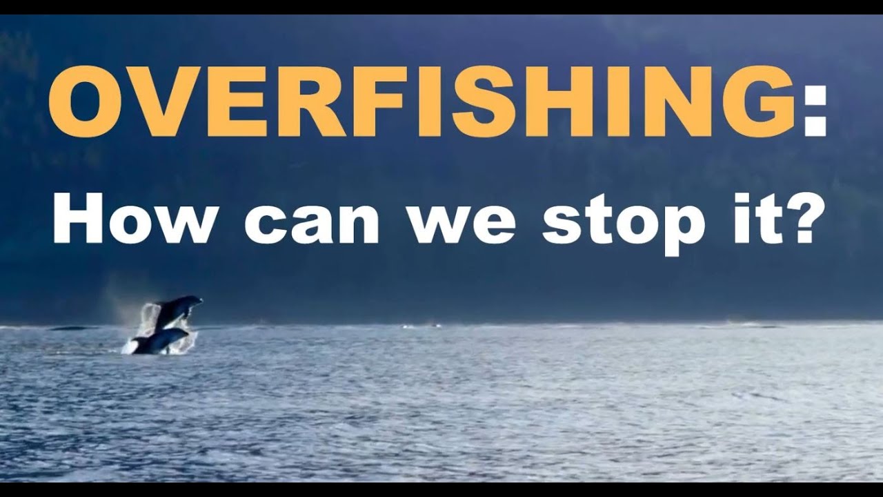 Overfishing : How Can We Stop It? - YouTube