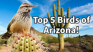 The TOP 5 most ICONIC birds of Arizona!