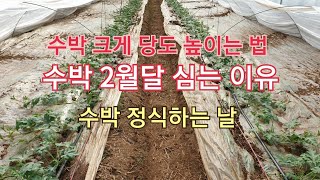 수박2월에 심는 이유 아삭하고 크게 키우는법 수박 정식하는 날