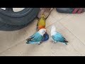 Lovebird Bio Jinak #lovebirds