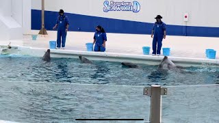 【4K HDR】Kamogawa SeaWorld Relaxing dining scene of dolphins (Jan.2021)