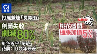 兔年｜劍蘭失收供應減80%　花農：10幾年最差　桃花燦爛加價5%｜01新聞｜年花｜桃花｜劍蘭｜水仙｜市道