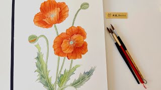 水彩 ｜ 虞美人 watercolor corn poppy